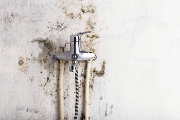 Best Mold Removal Company Near Me  in Ship Bottom, NJ