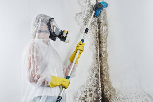 Best Mold Removal Specialists  in Ship Bottom, NJ