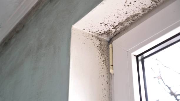 Best Office Mold Removal Services  in Ship Bottom, NJ