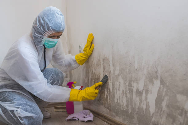 Best Mold Damage Repair  in Ship Bottom, NJ