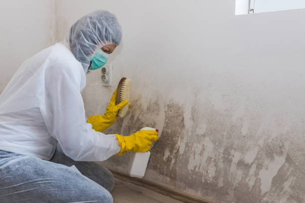 Best Crawl Space Mold Removal  in Ship Bottom, NJ