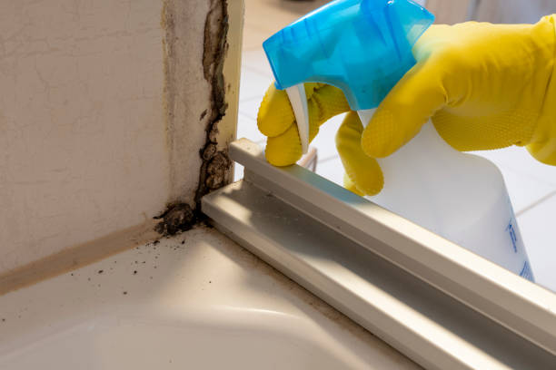 Best Mold Cleaning Services  in Ship Bottom, NJ