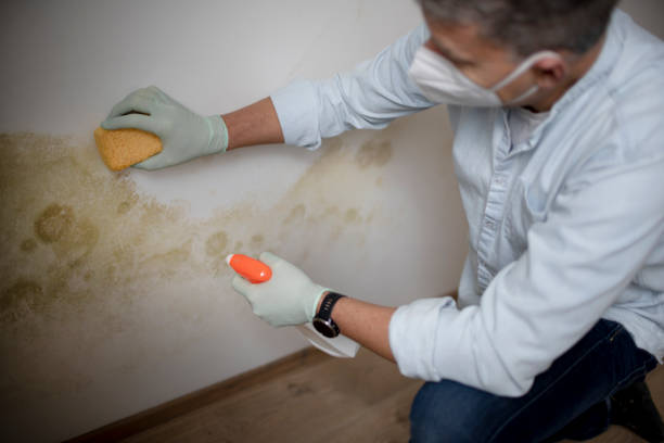 Best Certified Mold Removal  in Ship Bottom, NJ