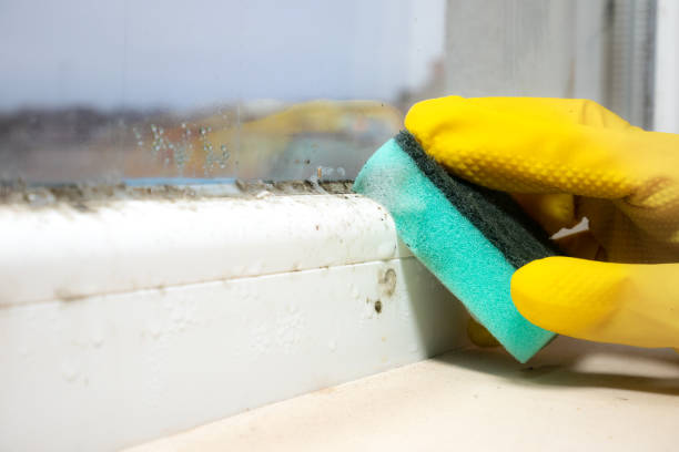 Best Office Mold Removal Services  in Ship Bottom, NJ