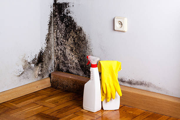Best Attic Mold Removal  in Ship Bottom, NJ
