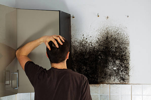 Best Toxic Mold Removal  in Ship Bottom, NJ